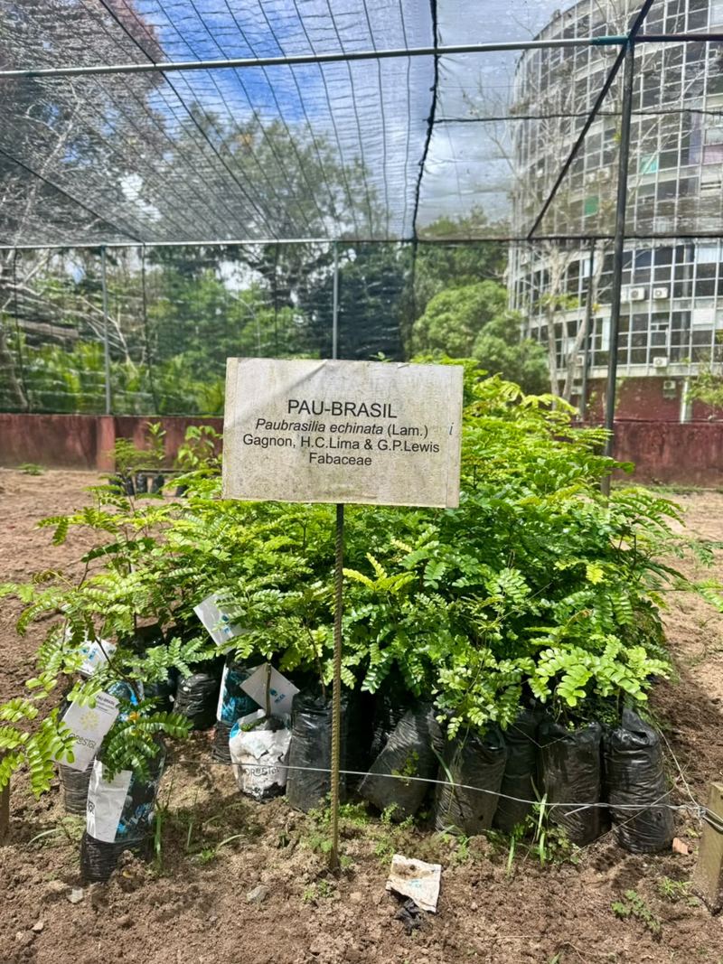 Mudas de pau-brasil em viveiro, com placa de identificação da espécie