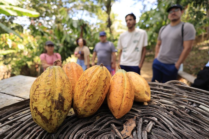 Frutos de cacau colhidos, com pessoas ao fundo em área de plantação